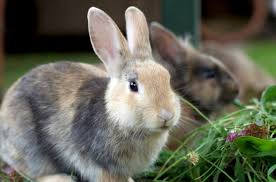 Und ab wann kann mann die zwergkaninchen frühkastrieren? Kaninchen Kastrieren Behandlung Vorteile Kosten Zooplus