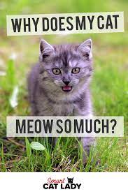 Does Your Cat Keep Meowing Non Stop For No Reason Check This Out To Figure Out The Meaning On Why Your Cat Meows So Much Cat Keeps Meowing Cats Cats Meow
