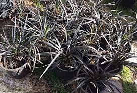 Black mondo grows to about 10 tall, and will slowly spread to about two feet. Amazon Com Jet Black Mondo Grass Ophiopogon Planiscapus Nigrescens 10 Mature Rooted Live Plants Garden Outdoor