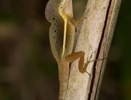 Image result for Anagallis tenuicaulis