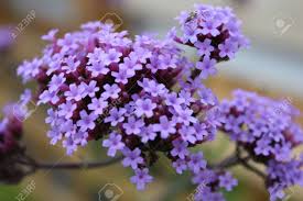 It appears as a dried flower and lasts for ages. Delicate Tiny Purple Flowers England Stock Photo Picture And Royalty Free Image Image 30685312