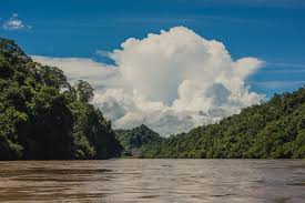 Image result for Hydrostachys insignis