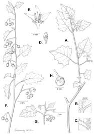Image result for Solanum grossidentatum