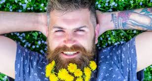 Frisørkonsept. Skjeggete mann med løvetannblomster i skjegg. Mann med  skjegg og bart i strengt ansikt, grønn bakgrunn, defokusert. Hipster med  duft av løvetann i skjegg