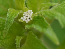 Image result for Blainvillea acmella