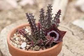 Image result for Huernia erectiloba