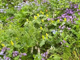 We did not find results for: These Woodland Flowers Also Belong In Your Garden The Washington Post