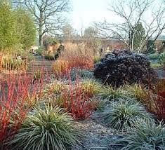 The Color And Structure Of Plants Such As The Red Stemmed Cornus Alba Red Twig Dogwood And Evergreen Liriope Winter Garden Plants Winter Vegetables Gardening