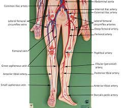 Jul 29, 2021 · labeled diagram the best way to kick off your revision is with a urinary system diagram which clearly shows all of the structures found within. Blood Vessels
