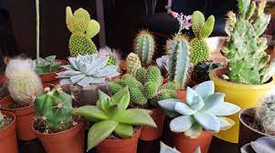 En este video sabrás porque los cactus tienen espinas en lugar de hojas espero y esta informacion aclaré tus dudas. Por Que Se Caen Las Hojas Suculentas 2021