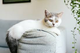 They breed many types of munchkin cat for sale and produce healthy, quality animals most people agree that the munchkin kittens for sale has a very unique personality and can be a great. Munchkin Cat Breed Information Characteristics Daily Paws