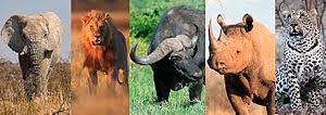 Click on the pictures to discover more about each species. Big Five Game Wikipedia