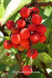 Pin On Small Fruits Petits Fruits