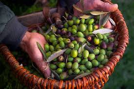 Olive Oil The Most Biblical Of Oils Olive Oil And Vinegar Olive Oil Oils