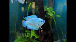 They are known for their beauty in blueish and dashing bright color and may also be seen to have stripes of red that run along their bodies. Neon Blue Dwarf Gourami In Government Aquarium Bengaluru Youtube