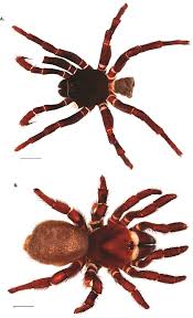 68 f deer park station|report. Taxonomic Revision Of The New World Members Of The Trapdoor Spider Genus Ummidia Thorell Araneae Mygalomorphae Halonoproctidae