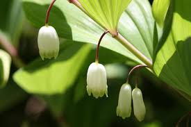 If you are not able to coy the seal by hand, and you have access to a copy machine, then copy it in that manner. Solomon S Seals Home Garden Information Center