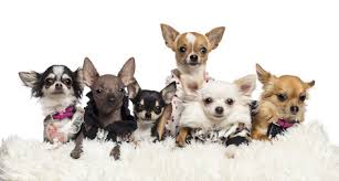 7 different types of chihuahuas and theyre all awesome