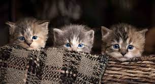No daily download limit, unused downloads rollover to next month. 8 Week Old Kitten Feeding Weight Care And Routines
