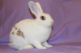 Black And White Spotted Rabbit Breeds Blue Eyed Spotted Rabbit