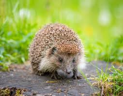 Le Herisson L Allie Des Jardiniers Herisson Nourriture Herisson Animaux