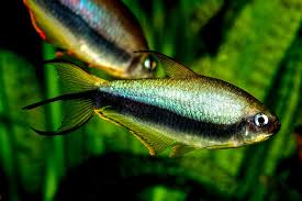 Nematobrycon Palmeri Fish Tank Fish Fish Pet