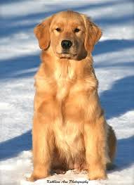 Golden Retriever Why Are They The Perfect Pets Goruntuler Ile Shiba Inu Kopek Vahsi Yasam