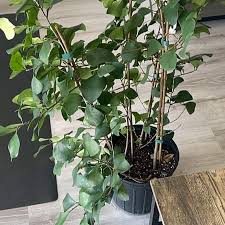 Image result for Ficus triangularis