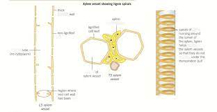 Together with phloem (tissue that conducts sugars… root pressure is the transverse osmotic pressure within the cells of a root system that causes sap to rise through a plant stem to the leaves. Tip The Structure And Function Of The Xylem Diagram Quizlet