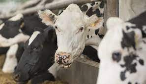 Treatment Of Cows In The Dairy Industry Proveg International