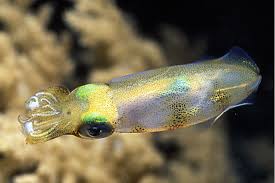 ,00 $,00 dollar / metrische tonne. Was Sind Denn Tintenschnecken Hpd