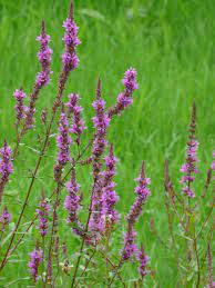 lythrum salicaria grote kattenstaart de tuinen van appeltern planten tuinplanten kattenstaarten