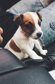 We hope that the list below will help you in choosing the most beautiful name for your female puppy. 140 Best Jack Russell Dog Names The Paws