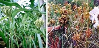 Image result for Eleusine africana