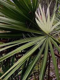 Image result for Sabal etonia