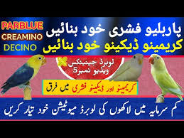 We did not find results for: Produce Creamino Decino Parblue Lovebird Mutations Yourself Nadia Pets Cross