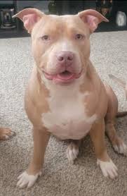 Our boy Skeeter found his forever today ❤️