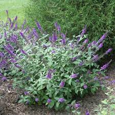 We did not find results for: Pugster Amethyst Buddleia Spring Meadow Wholesale Liners Spring Meadow Nursery