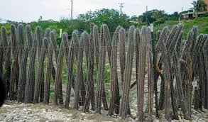 Our cactus had been growing so well, we decided to offer them a piece (cutting) off of our mexican fence post. Cactus Fence Cream Puff Life S Sweet Treat