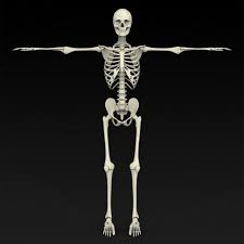 Realistic Human Skeleton 3d Model Max C4d Obj 3ds Fbx Lwo Stl 3dexport Com By Gamingarts Human Skeleton 3d Human Skeleton Skeleton