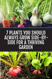 How do you start a small vegetable garden? Grow These Plants Side By Side For A Thriving Garden Garden Companion Planting Thriving Garden Home Vegetable Garden