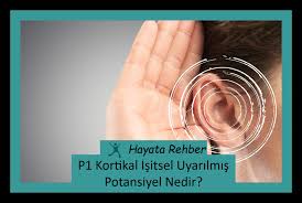 P1 Kortikal Isitsel Uyarilmis Potansiyel Nedir Rehber Dalga Egitim