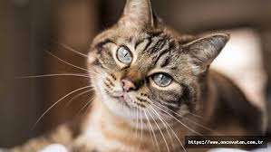 En Guzel Kedi Cinsleri
