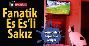 Bu Kedi Fanatik Eskisehirsporlu
