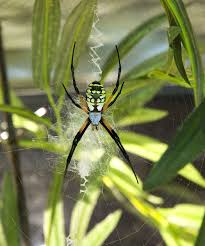 Creepy Crawly Incredible Photos Of Spiders Spider Spider Species Garden Spider