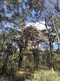 Image result for Physostigma mesoponticum