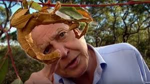 Wild Britain 2020 03 11 Potter Wasps