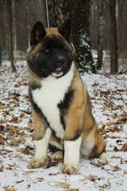 American Akita Akita Dog Dog Breeds Japanese Dogs