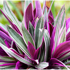 How to grow and maintain tradescantia spathacea: Moses In The Cradle Uprooted Shopee Philippines