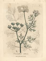 Image result for Coriandrum sativum